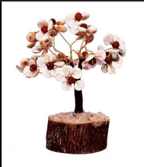Gomti Chakra Rudraksha Tree