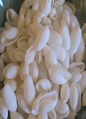 White Gaudí
