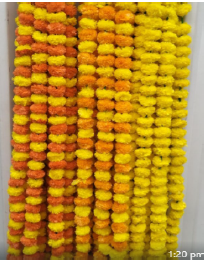 Marigold String 5ft Yellow & Orange